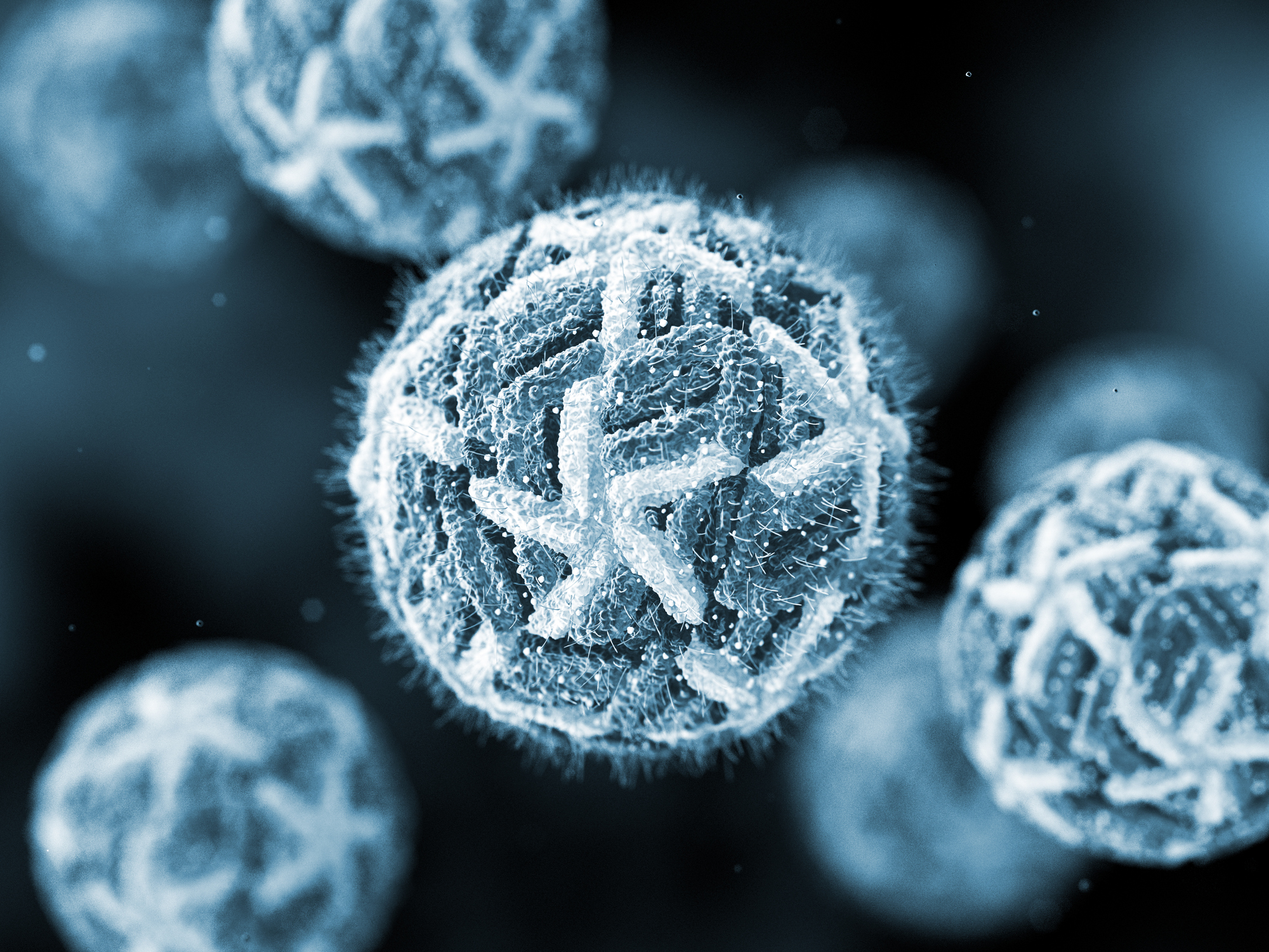 Dengue Virus