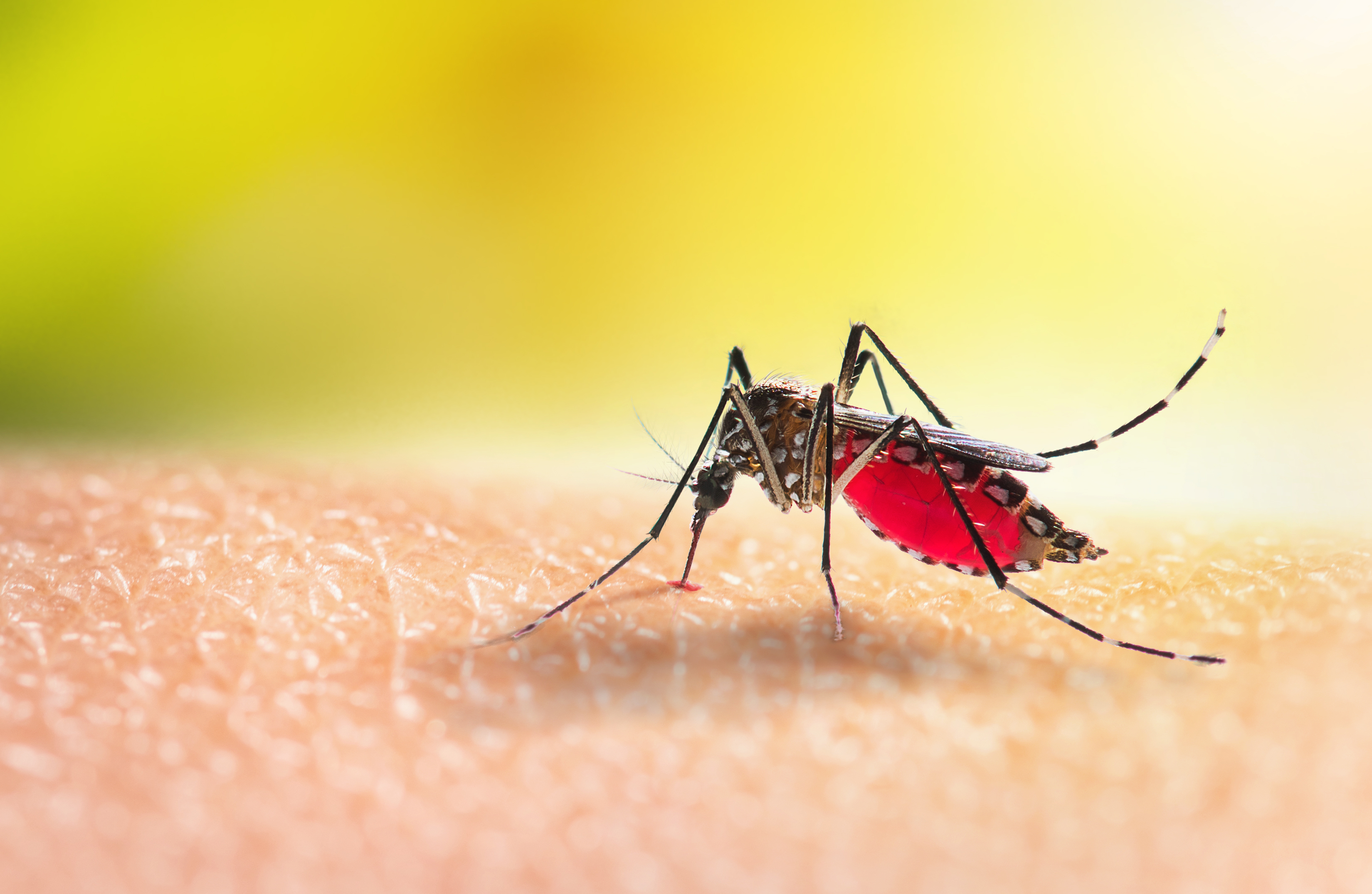 Dengue Mosquito